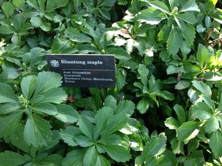 ミズーリ植物園6.jpg